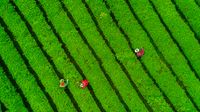 Green field top